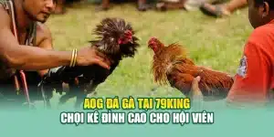 AOG Đá Gà Tại 79King – Chọi Kê Đỉnh Cao Cho Hội Viên