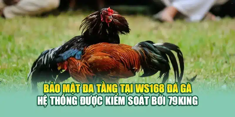 Bảo mật đa tầng tại WS168 đá gà – hệ thống được kiểm soát bởi 79King