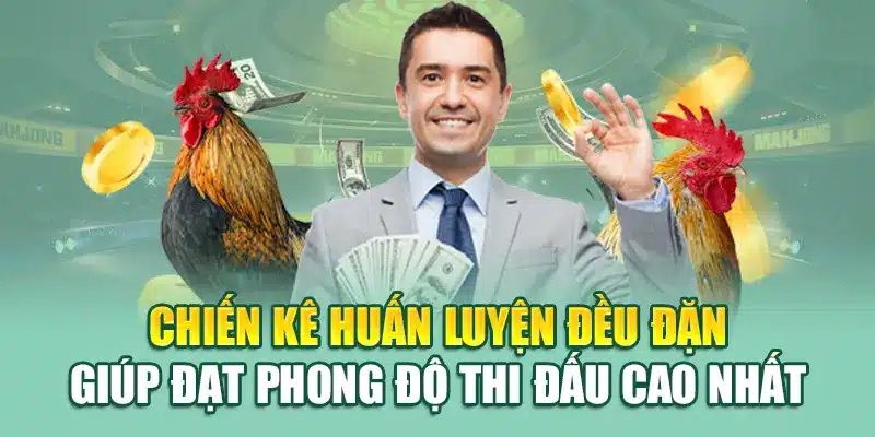 Đá Gà Cựa Sắt – Đối Kháng Rực Lửa Tại Trường Đấu 79king 2 Chiến kê huấn luyện đều đặn giúp đạt phong độ thi đấu cao nhất