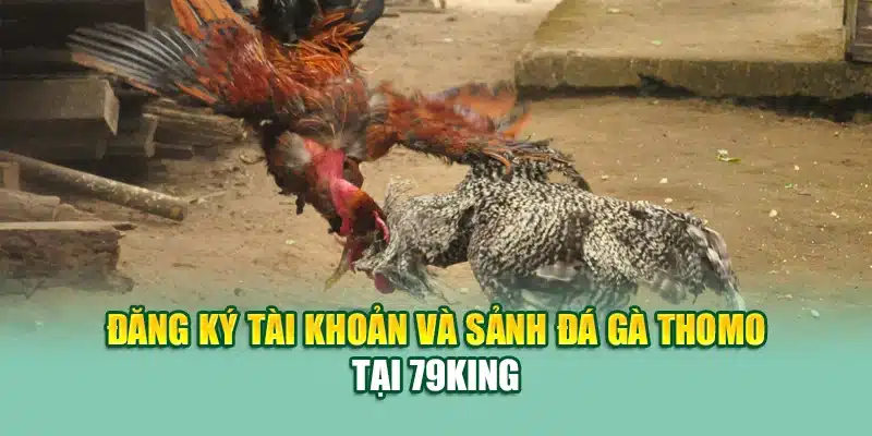 Đăng ký tài khoản và sảnh đá gà Thomo tại 79King