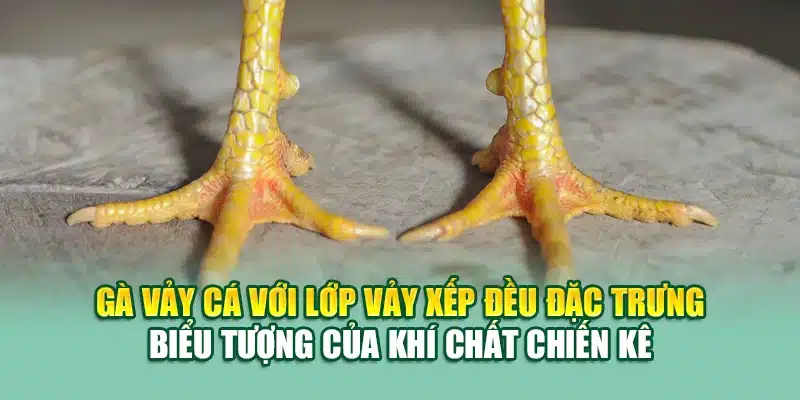 Gà vảy cá với lớp vảy xếp đều đặc trưng – biểu tượng của khí chất chiến kê