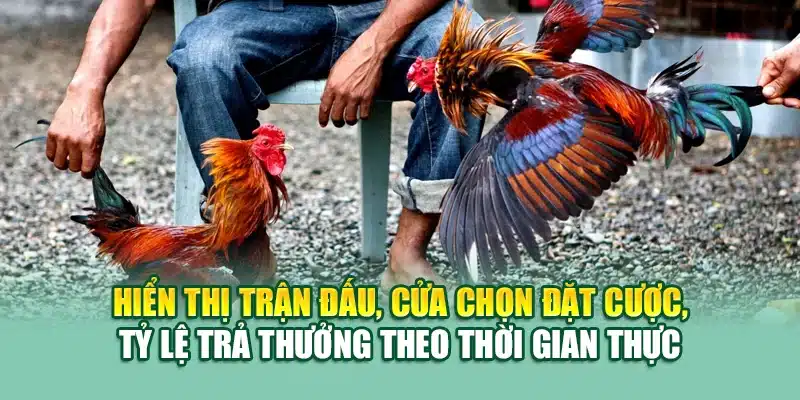 Hiển thị trận đấu, cửa chọn đặt cược, tỷ lệ trả thưởng theo thời gian thực