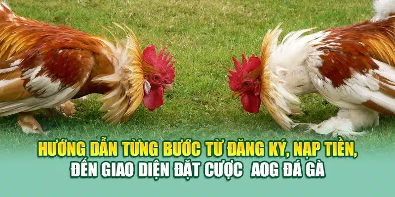 Hướng dẫn từng bước từ đăng ký, nạp tiền, đến giao diện đặt cược  AOG đá gà