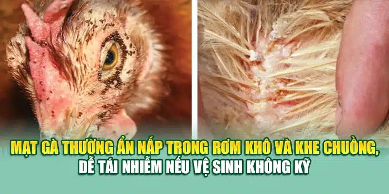 Mạt gà thường ẩn nấp trong rơm khô và khe chuồng, dễ tái nhiễm nếu vệ sinh không kỹ