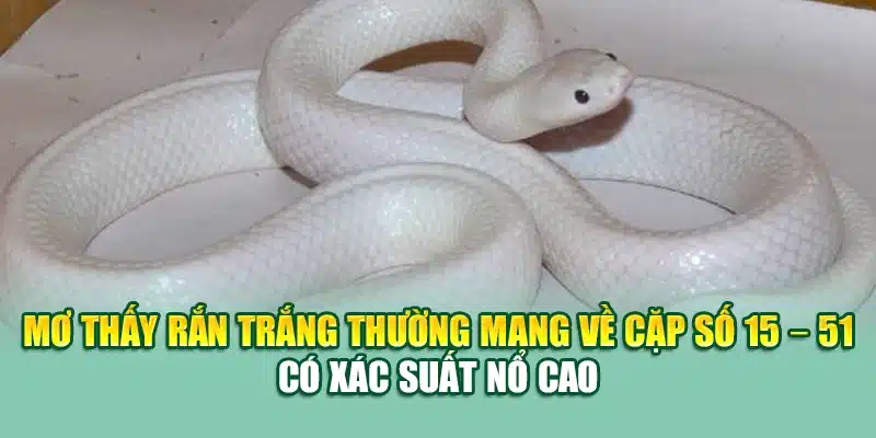 Mơ thấy rắn trắng thường mang về cặp số 15 – 51 có xác suất nổ cao