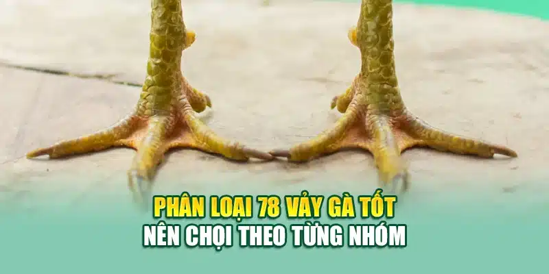 Phân loại 78 vảy gà tốt nên chọi theo từng nhóm