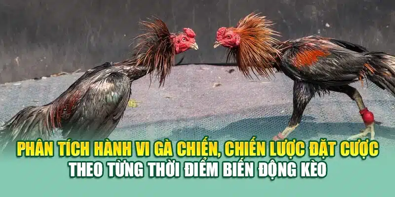 Phân tích hành vi gà chiến, chiến lược đặt cược theo từng thời điểm biến động kèo
