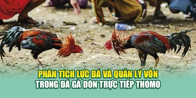 Phân tích lực đá và quản lý vốn trong đá gà đòn trực tiếp Thomo