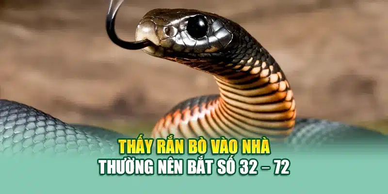 Thấy rắn bò vào nhà thường nên bắt số 32 – 72