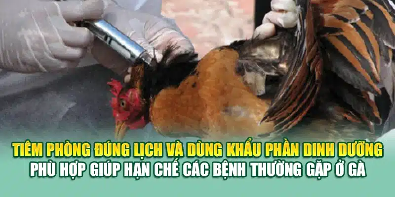 Tiêm phòng đúng lịch và dùng khẩu phần dinh dưỡng phù hợp giúp hạn chế các bệnh thường gặp ở gà