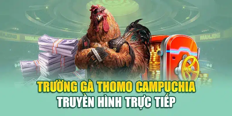 Trường gà Thomo Campuchia truyền hình trực tiếp
